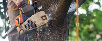 Best Hazardous Tree Removal  in West Fairview, PA