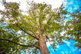 Best Tree Trimming and Pruning  in West Fairview, PA