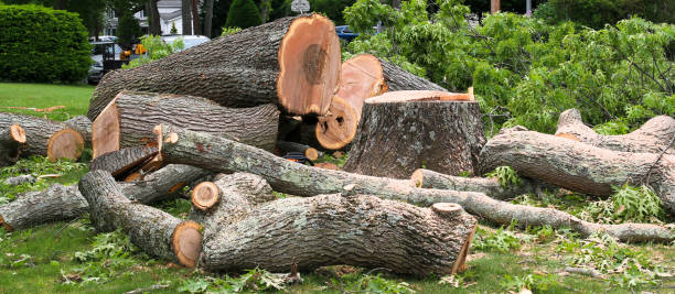 Best Hazardous Tree Removal  in West Fairview, PA