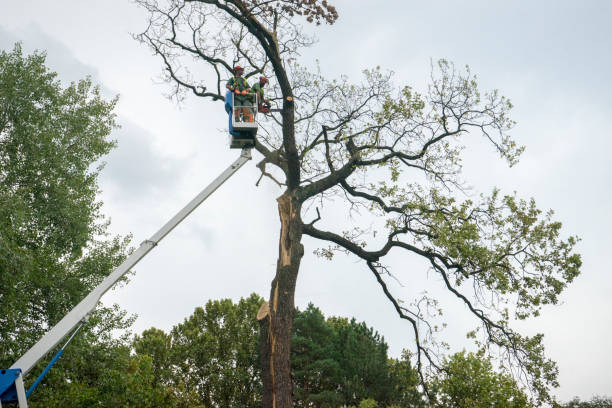 Best Commercial Tree Services  in West Fairview, PA