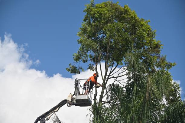 How Our Tree Care Process Works  in  West Fairview, PA