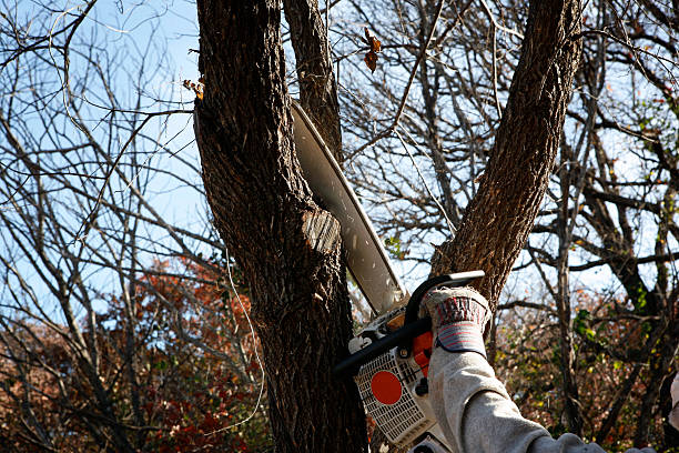 Best Utility Line Clearance  in West Fairview, PA